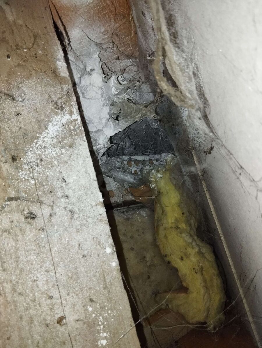 Relocate bees & remove bee nest