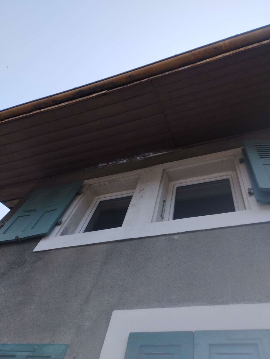 Relocate bees & remove bee nest