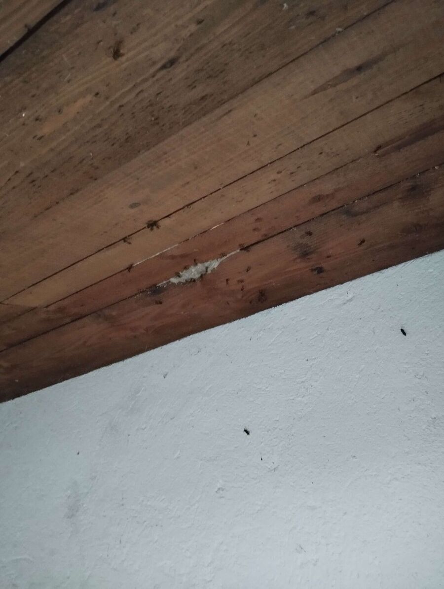 Bee nest at the house remove