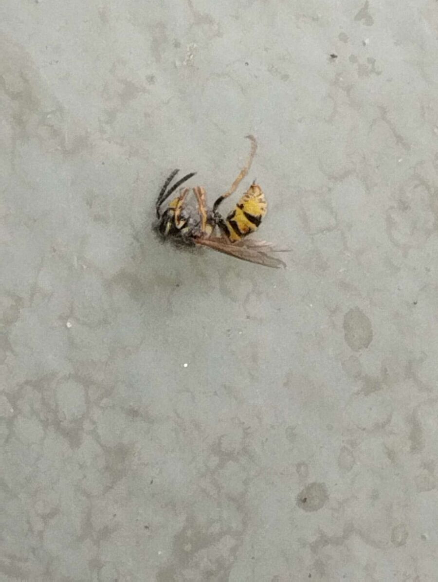 Relocate bees & remove bee nest