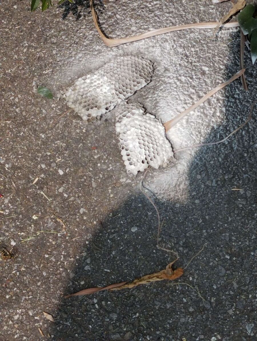 Bee nest at the house remove