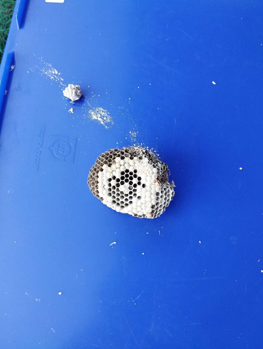 Bee nest at the house remove