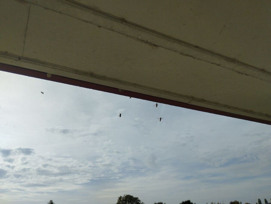 Relocate bees & remove bee nest