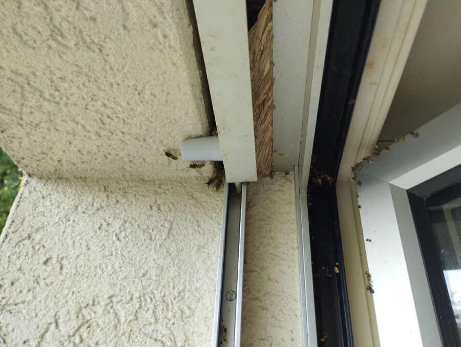 Bee nest at the house remove