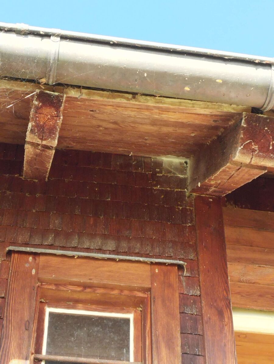 Bee nest at the house remove