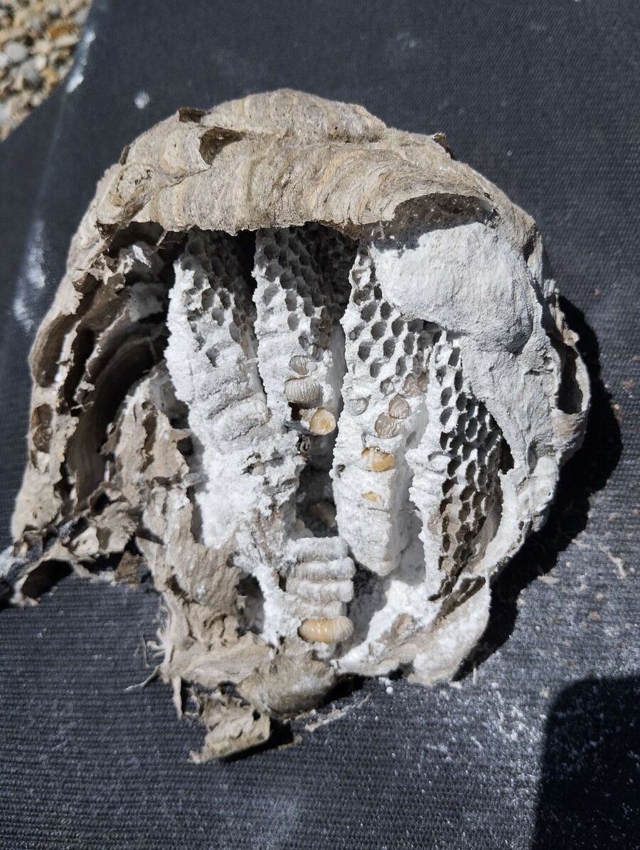 Relocate bees & remove bee nest