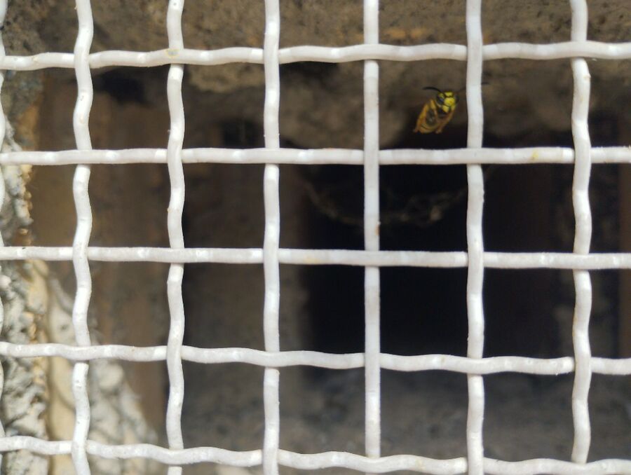 Relocate bees & remove bee nest