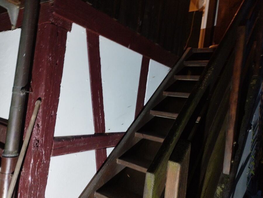 Relocate bees & remove bee nest