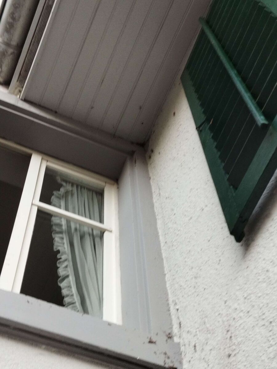 Bee nest at the house remove