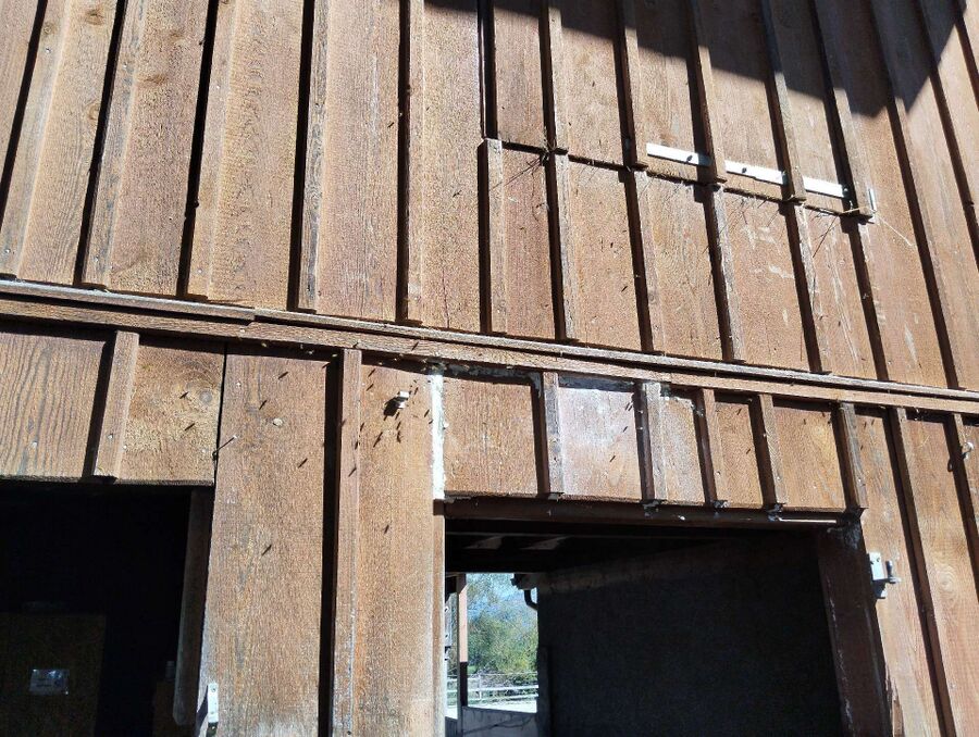 Relocate bees & remove bee nest