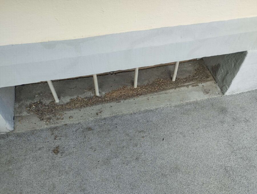 Bee nest at the house remove