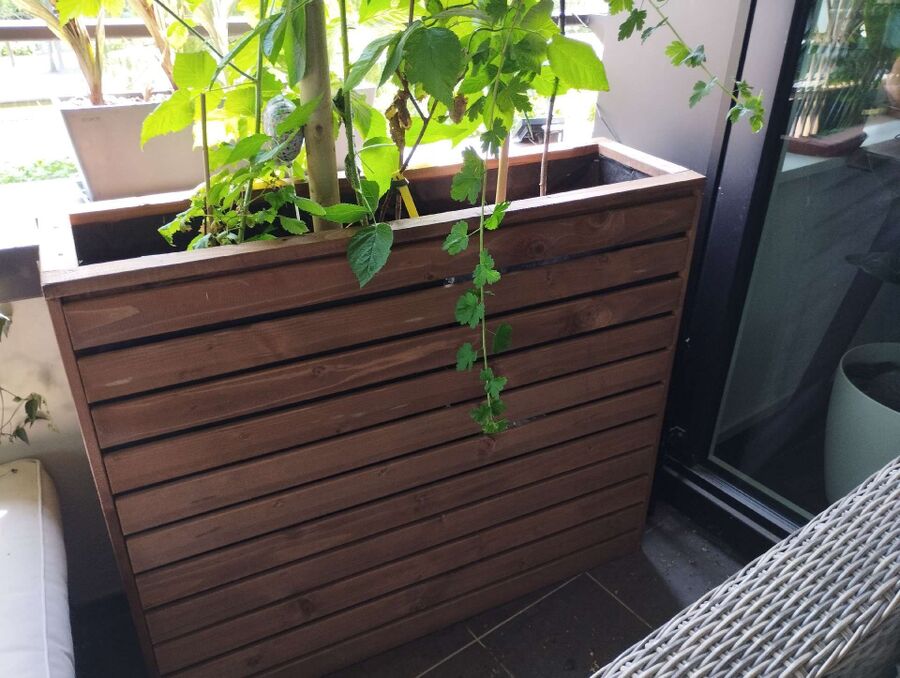 Bee nest at the house remove