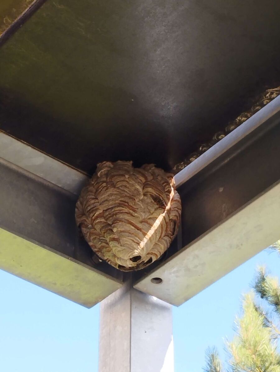 Relocate bees & remove bee nest