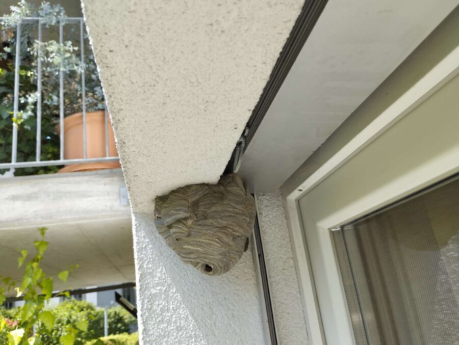 Bee nest at the house remove