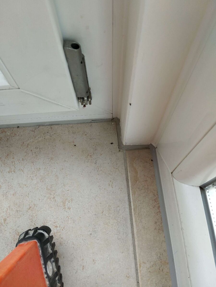 Bee nest at the house remove