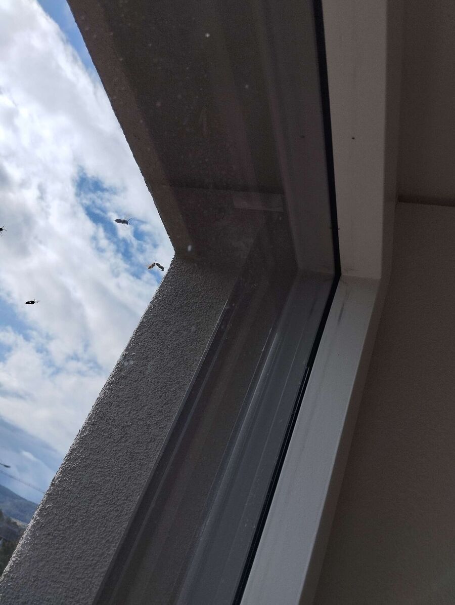 Relocate bees & remove bee nest