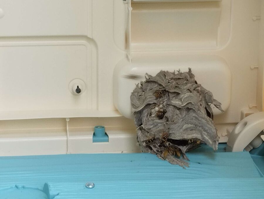 Bee nest at the house remove