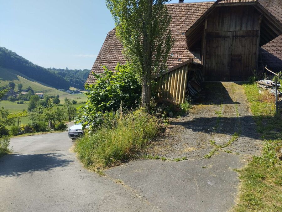 Relocate bees & remove bee nest