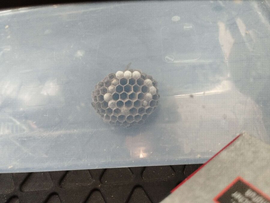 Bee nest at the house remove