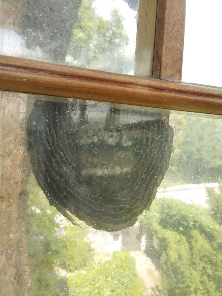 Remove bee nest