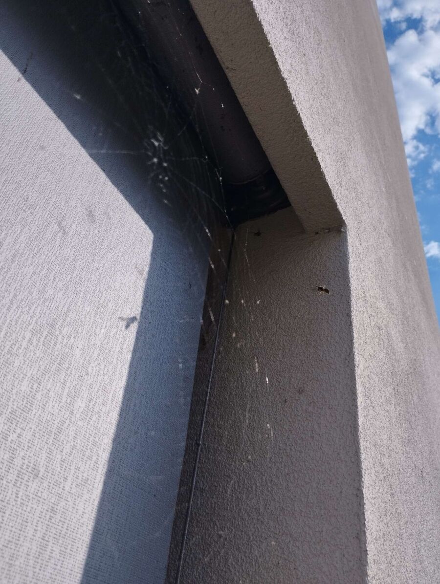 Bee nest at the house remove