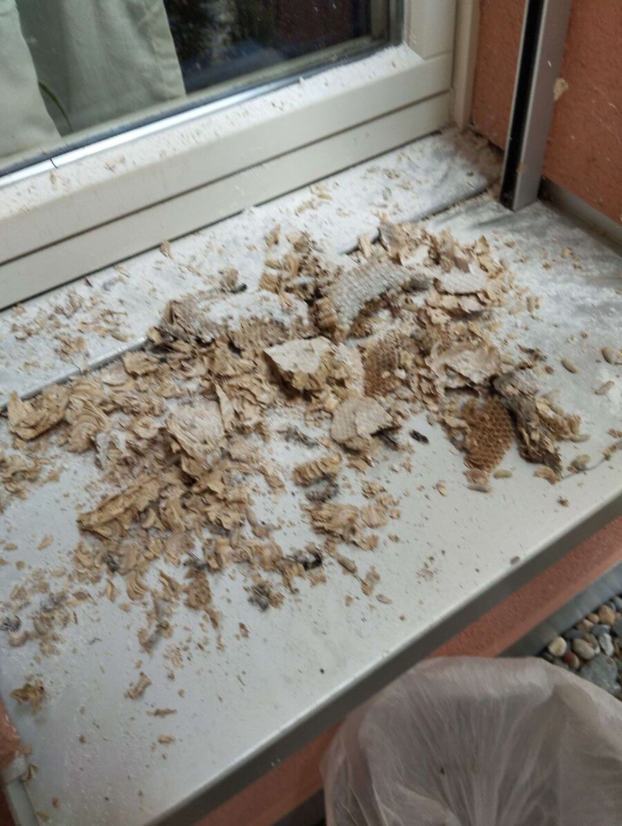 Bee nest at the house remove