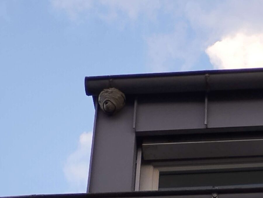 Bee nest at the house remove