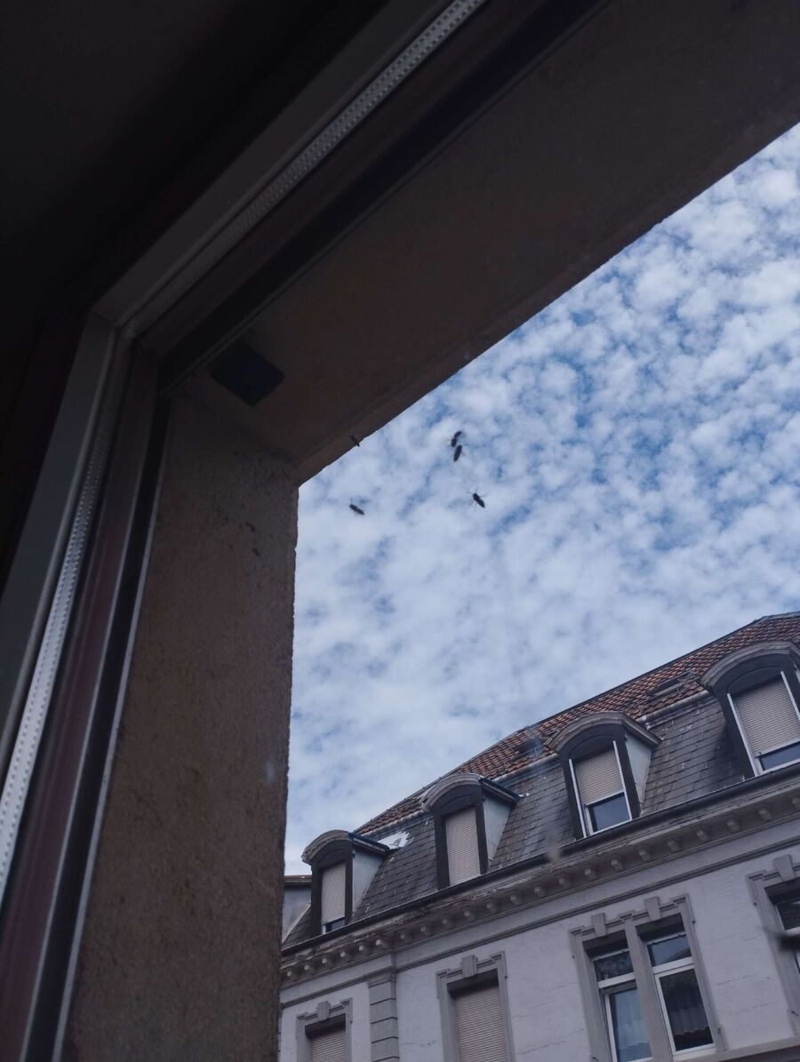 Relocate bees & remove bee nest