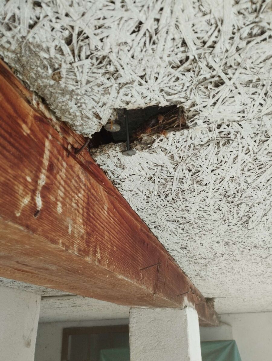 Relocate bees & remove bee nest