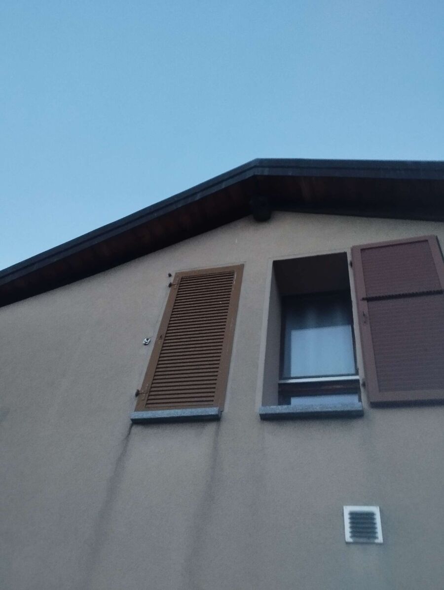 Relocate bees & remove bee nest