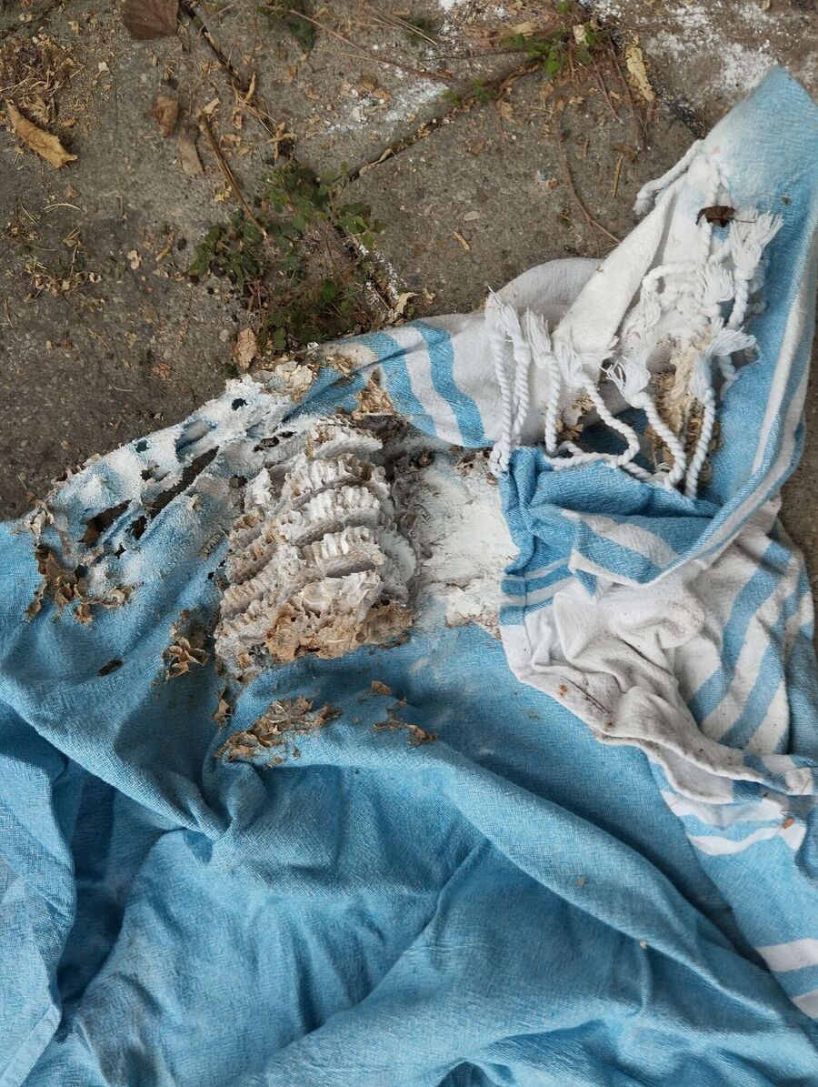 Remove bee nest