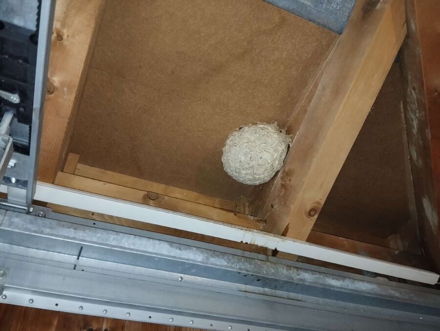 Bee nest at the house remove