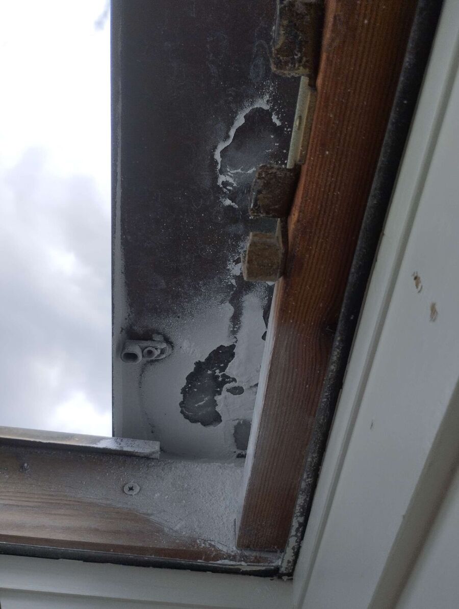 Relocate bees & remove bee nest