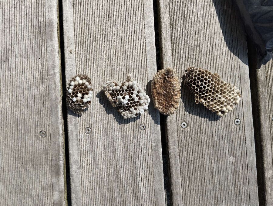 Relocate bees & remove bee nest