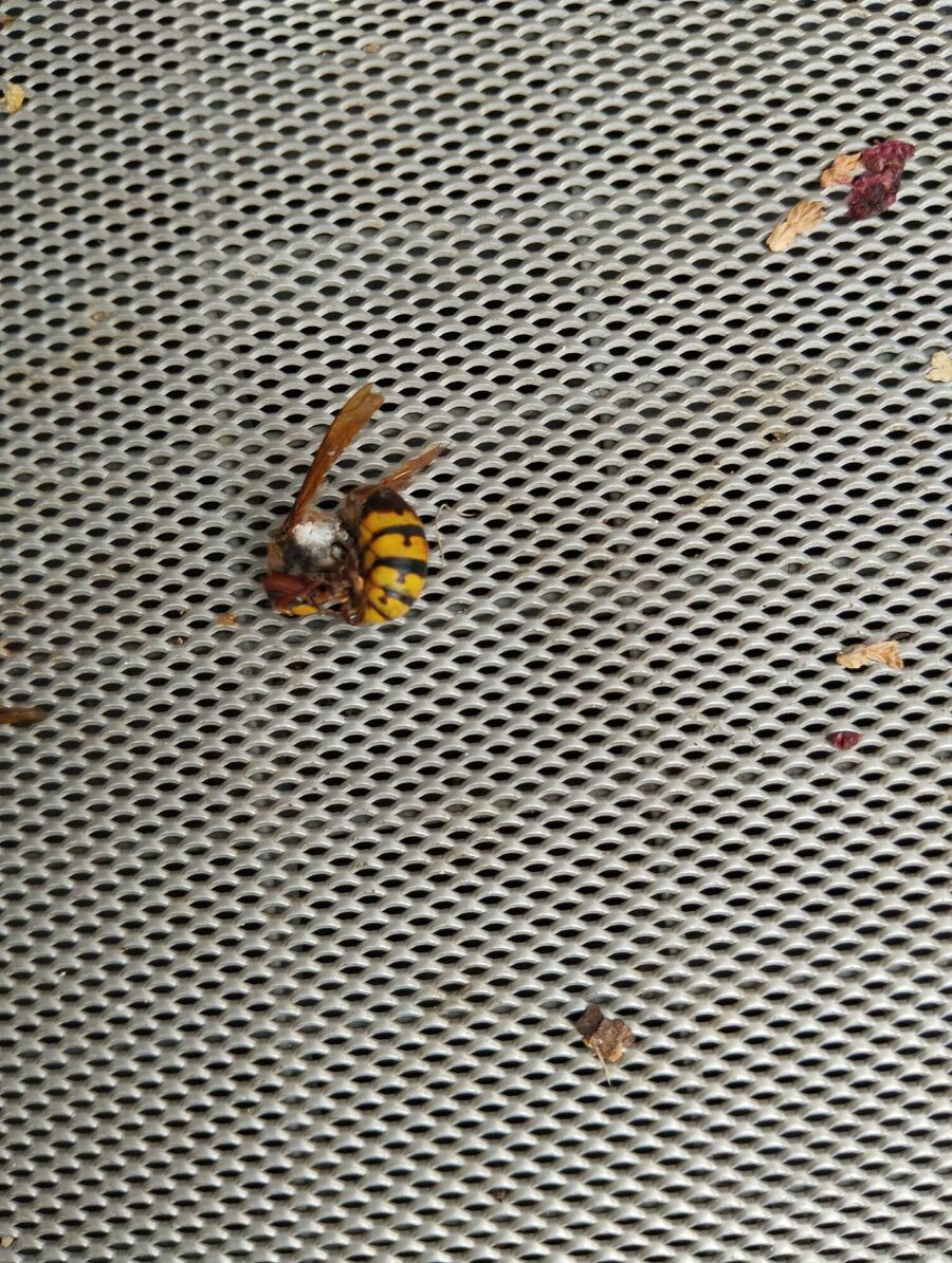 Bee nest at the house remove