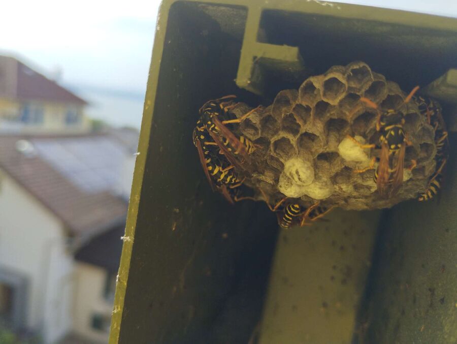 Bee nest at the house remove