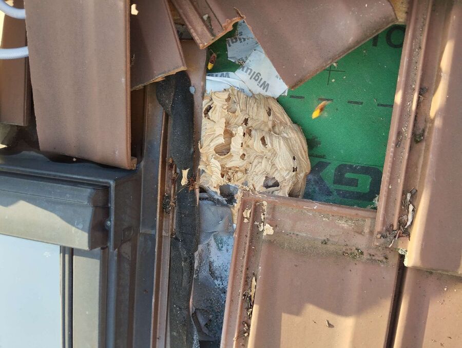 Relocate bees & remove bee nest