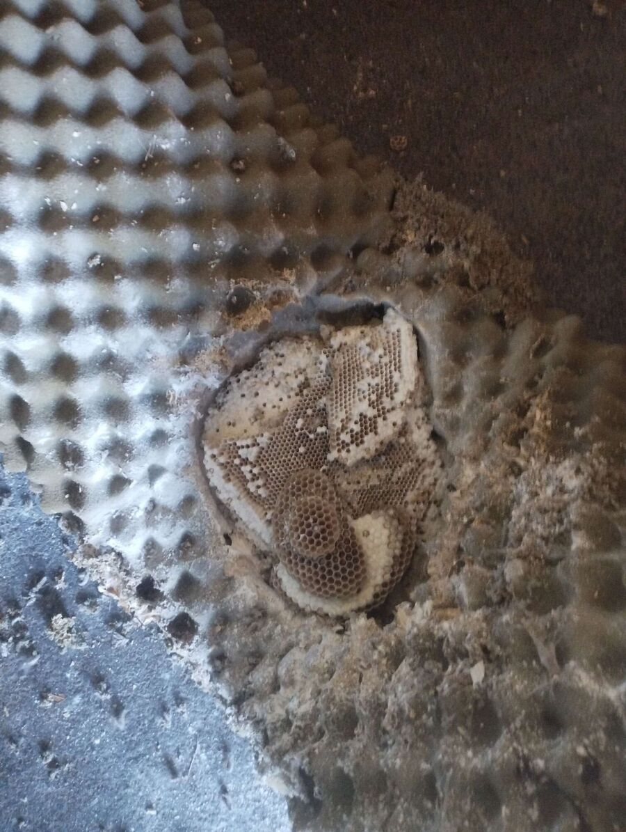 Bee nest at the house remove