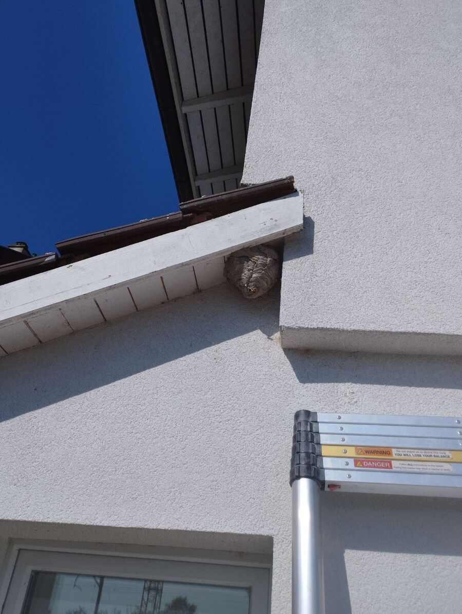 Bee nest at the house remove