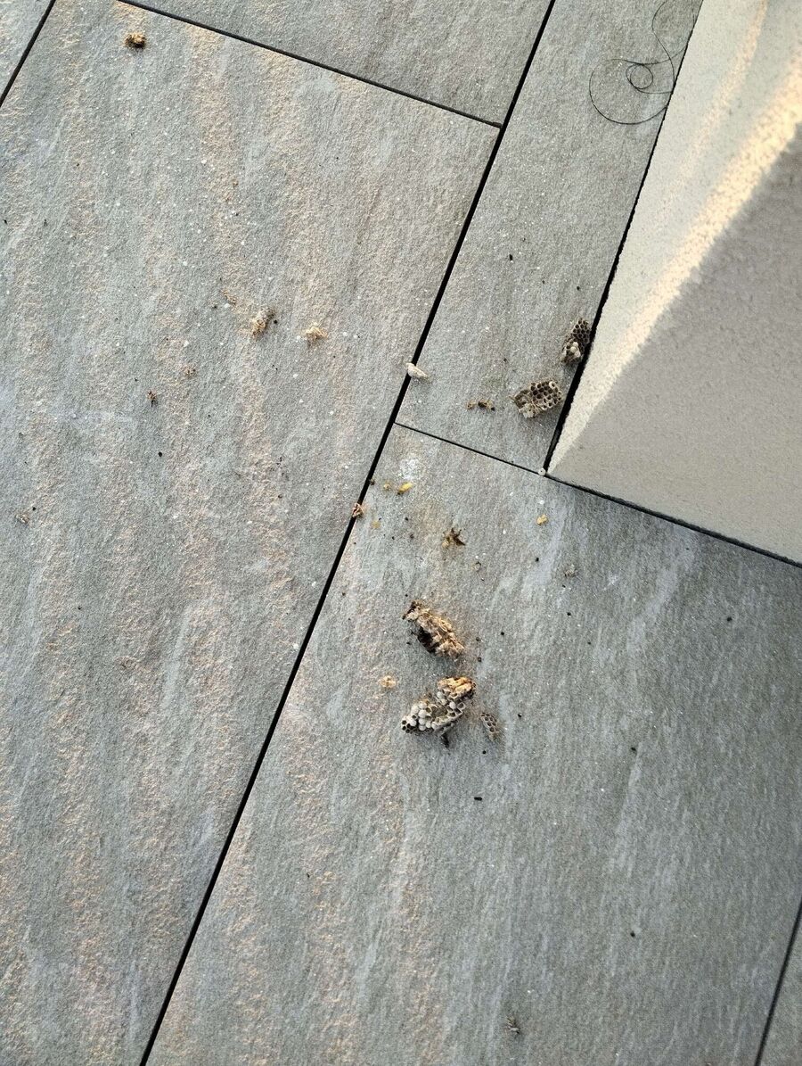 Relocate bees & remove bee nest