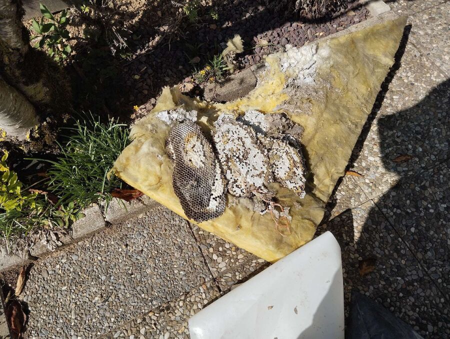 Bee nest at the house remove