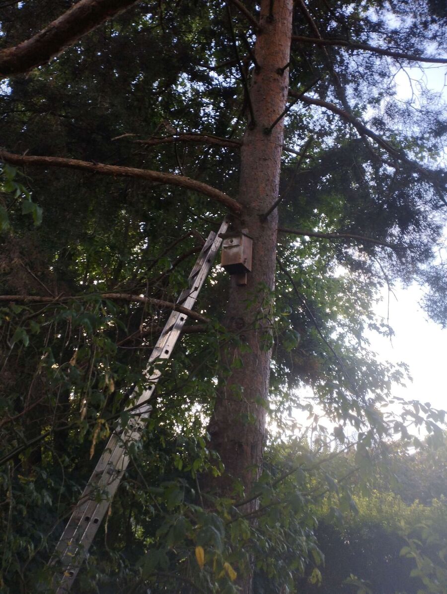 Bee nest at the house remove