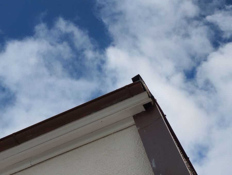 Relocate bees & remove bee nest