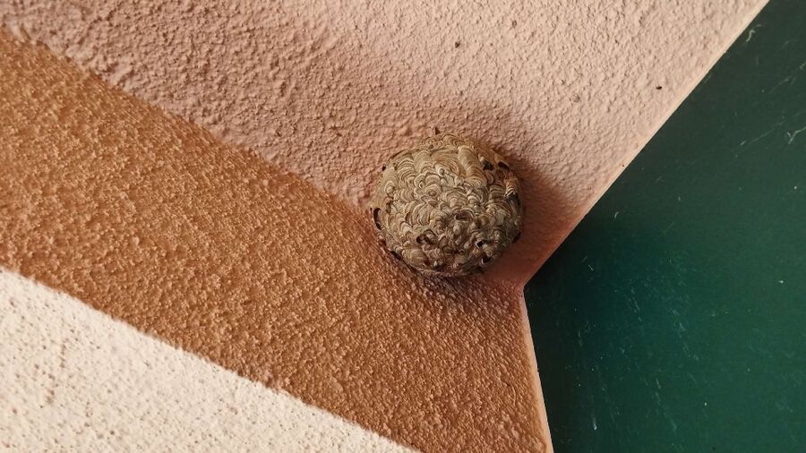 Relocate bees & remove bee nest