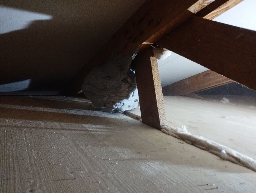Bee nest at the house remove