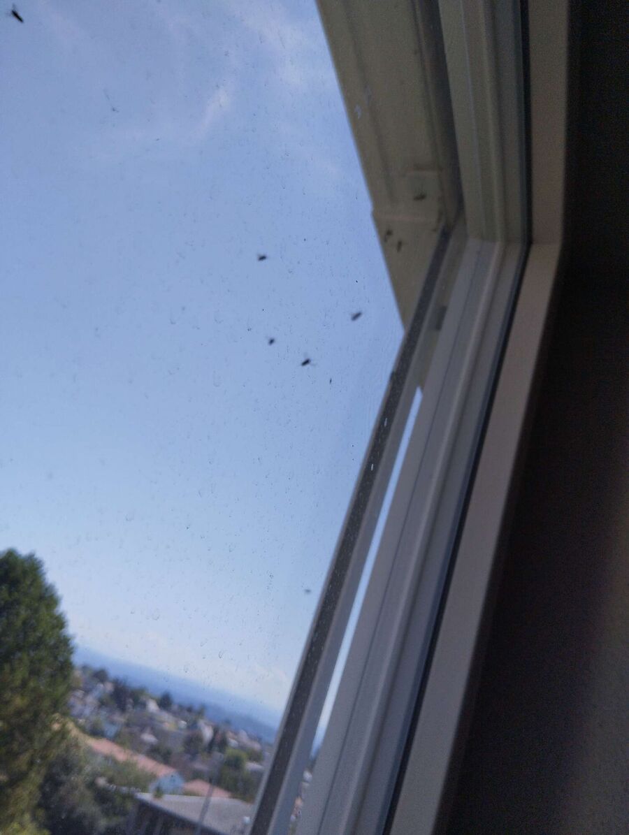 Bee nest at the house remove