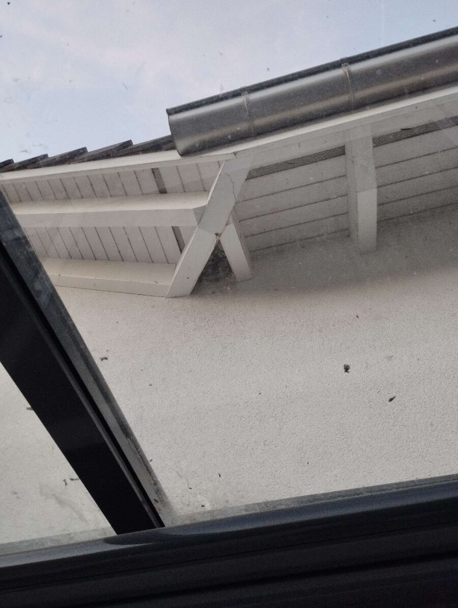 Bee nest at the house remove