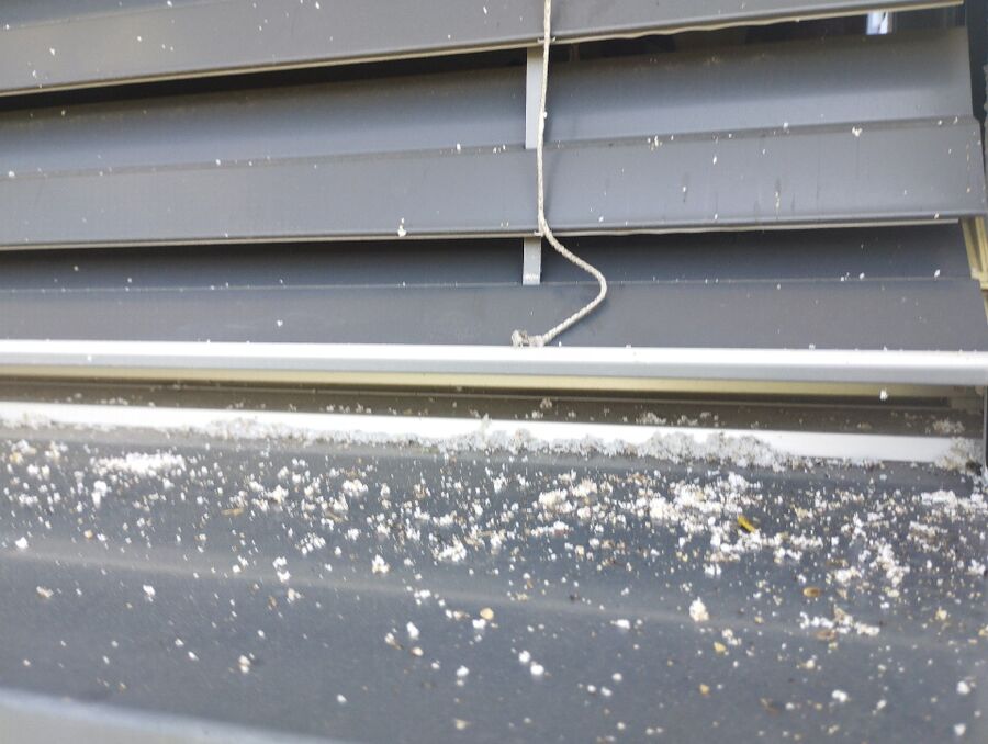 Bee nest at the house remove