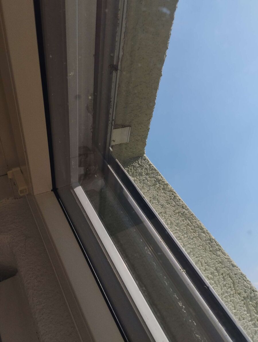 Relocate bees & remove bee nest