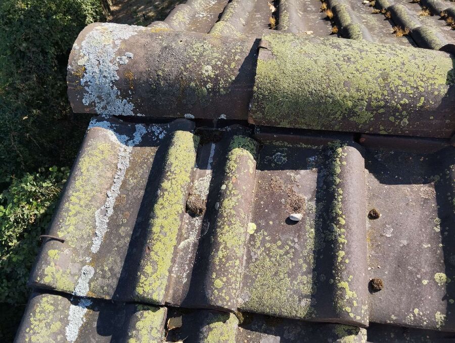 Bee nest at the house remove